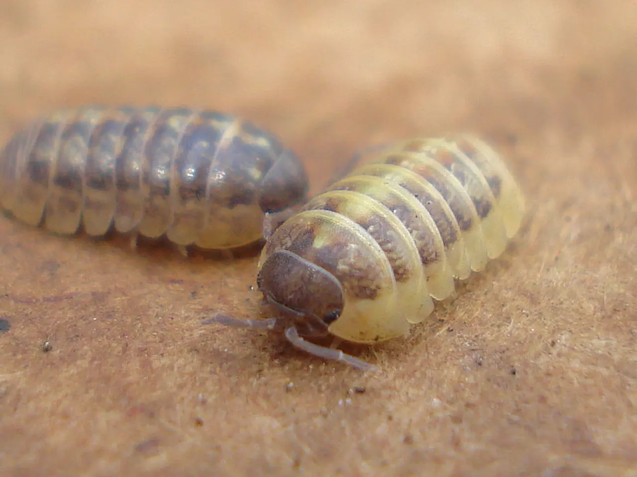 Insecti Più Disturbanti nel Mondo Svelati: Uno Guardo Curioso sui 18 Arthropodi Più Disturbanti