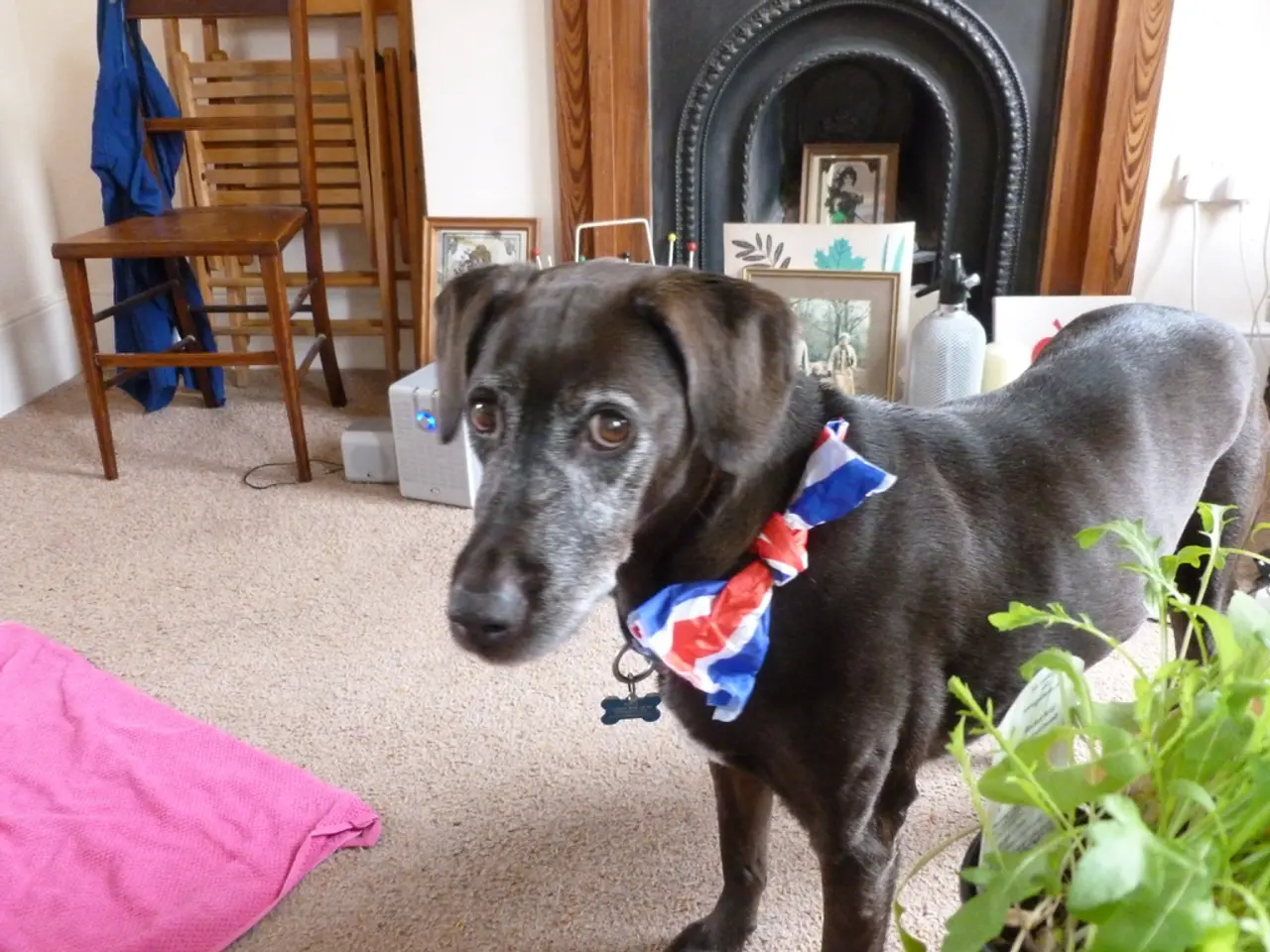 Esplora Chelsea Oggi: Alloggi a Benvenuto Canino, Grande Equilibrio di Rocce e Muri Cresciuti con...