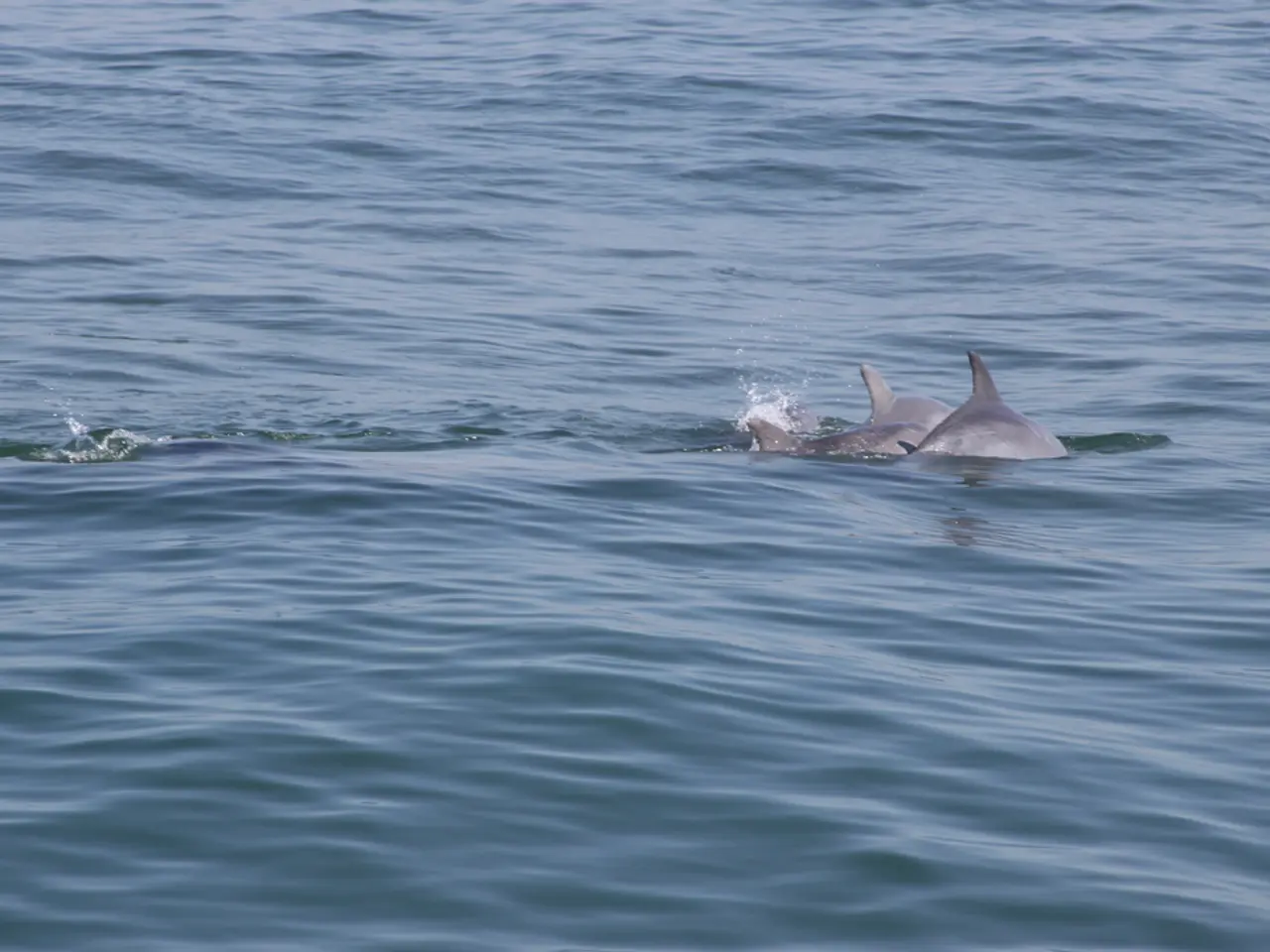 Le vie d'acqua di Miami fungono da habitat cruciali per i squali martello