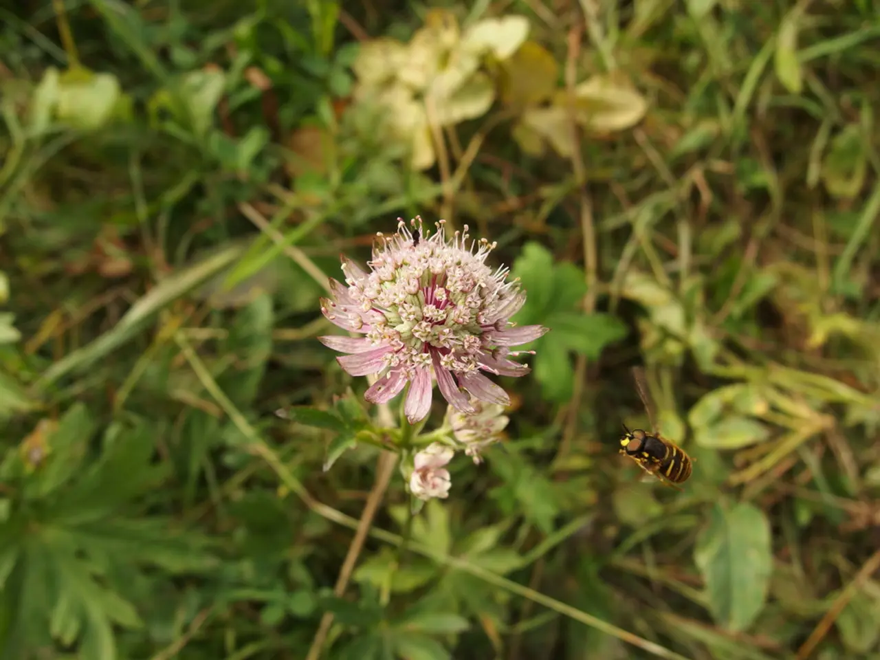 Principali Insetti e Parassiti per Terrari: Esplorando Più di Una Dozzina di Specie (Alcuni un...