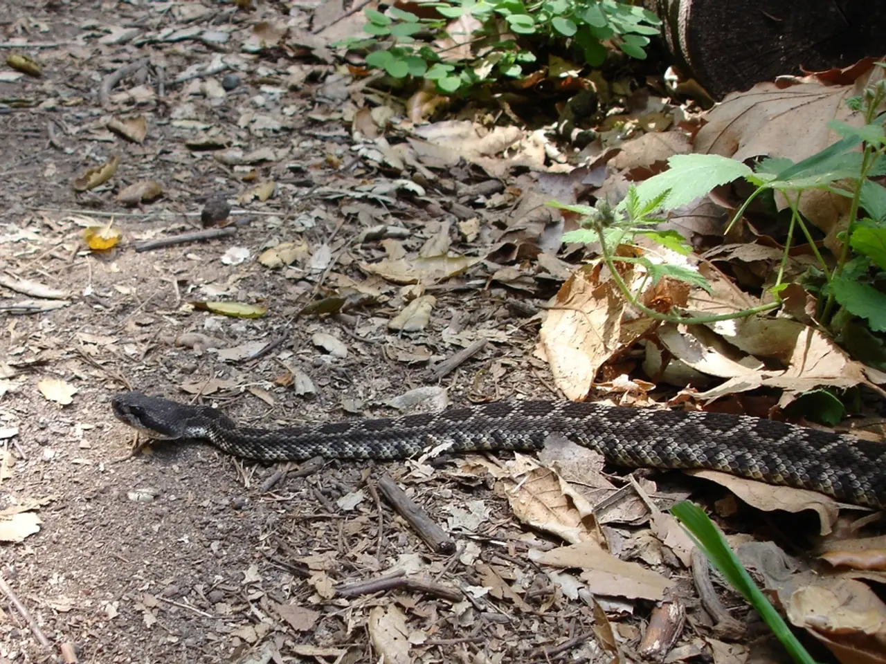 Il Caos Spread: La Flora Tossica Enigmatica Presente Ovunque