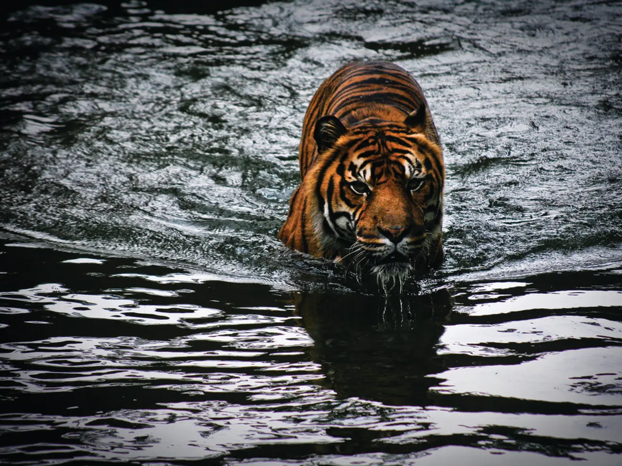 Una Favola Affascinante di Speranza, Creata dall'Amore, Titolo: 'L'Ultimo Tiger'