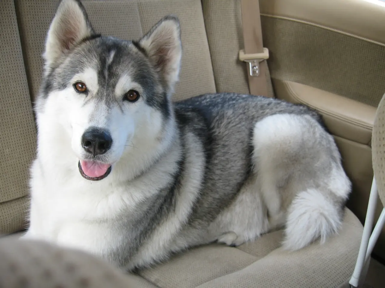 Commutazione caotica sulla statale della Virginia a causa di un cane che ha causato ingorghi nel...