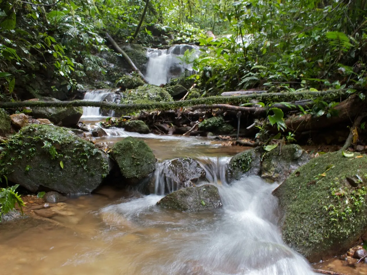 Tre Facili Metodi per Produrre Rametti di Ficus Alata Senza Nessun Inconveniente