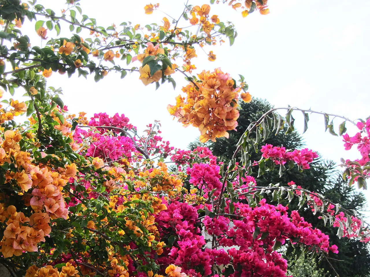 Opzioni di semina in ottobre per i fiori e i prodotti dell'anno successivo