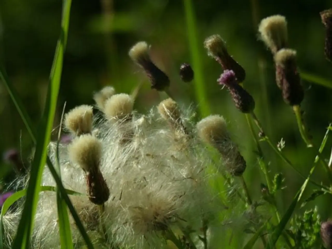 Giardinaggio Organico Spiegato: Chiarire le Etichette Ingannevoli e Indagare la Viabilità...