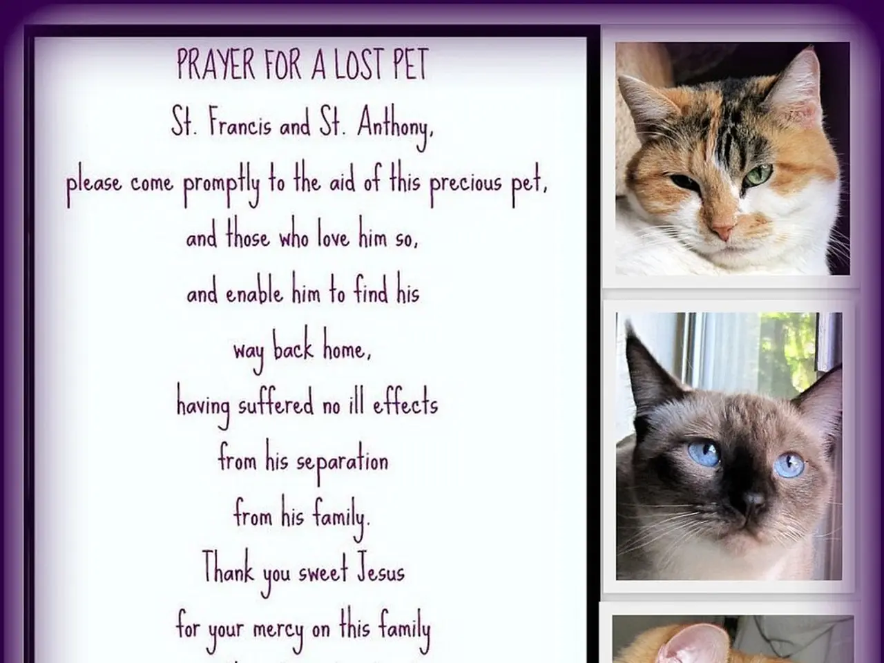 Post humoristici gatto e cane (settimana del 16-22 agosto)