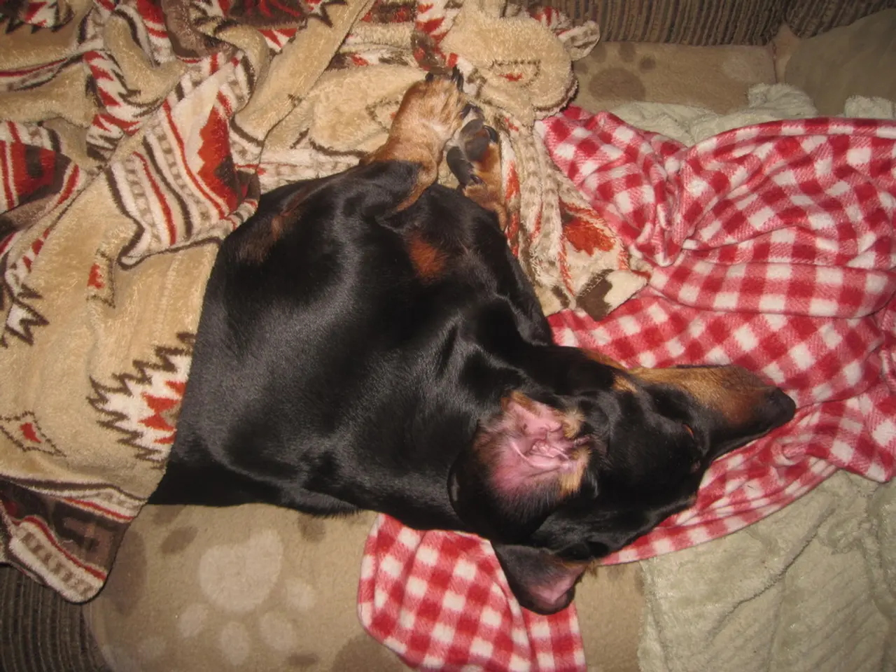 Addio della regina Camilla al suo amato Jack Russell terrier, Beth