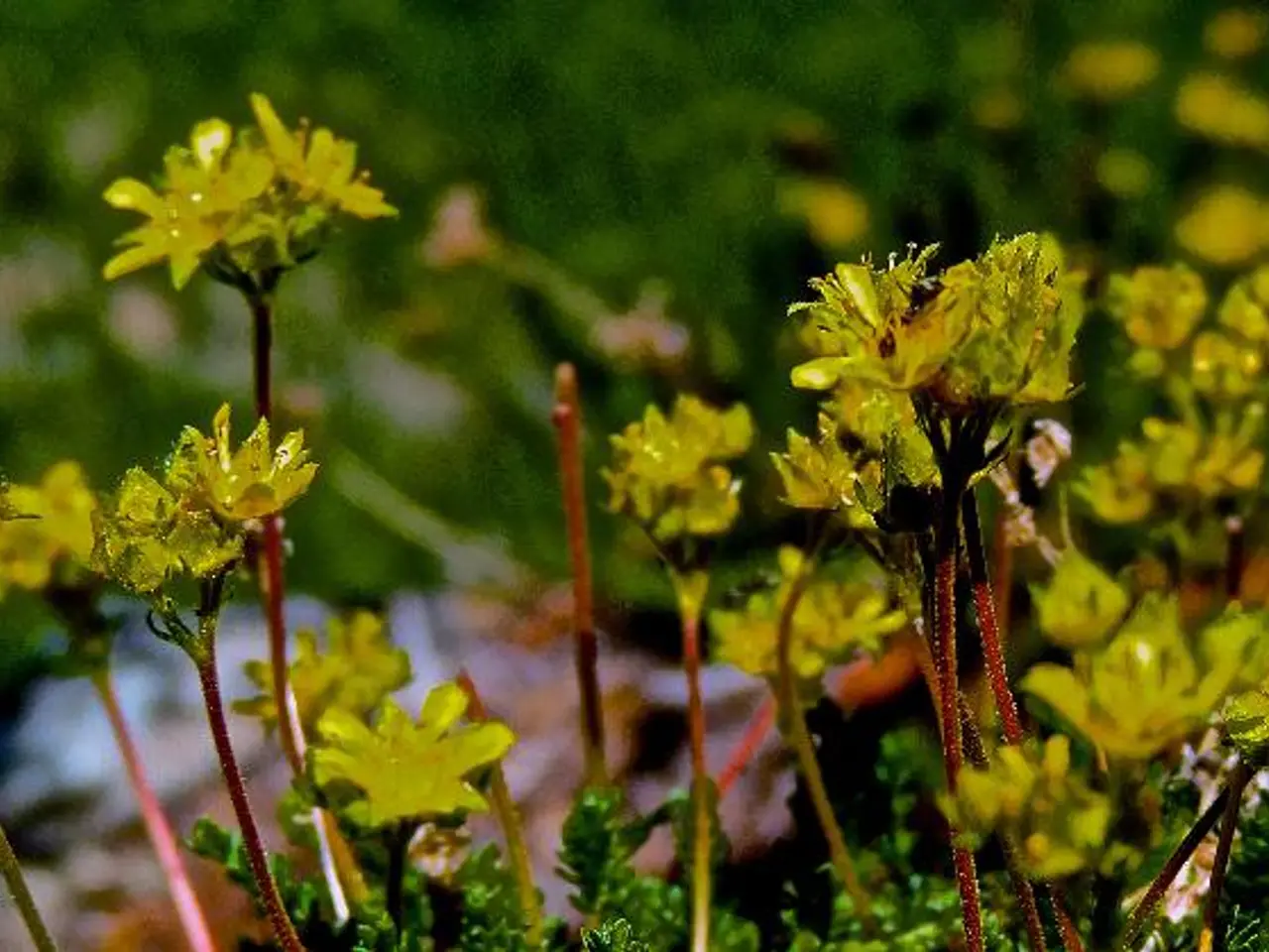 Evitando i Nidi di Vespaišče Gialli: Consigli degli specialisti per scoraggiare le Vespe