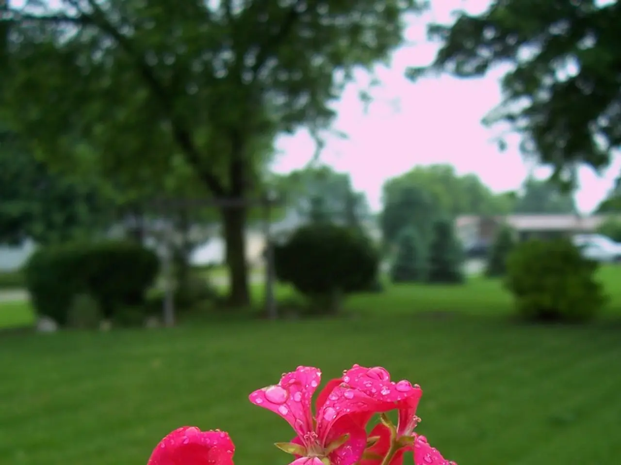 Tecnica per Potare un arbusto di lilacia per ottenere un aspetto ordinato e massimizzare i fiori...