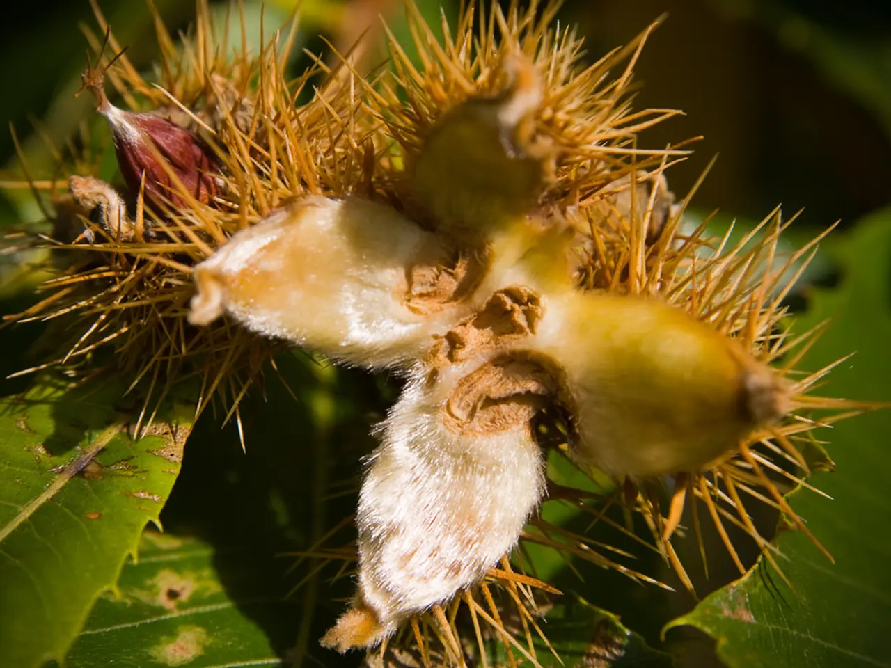 Vegetazione Sicura: Ostacolo ai Criminali che Cercano di Infrangere la Legge