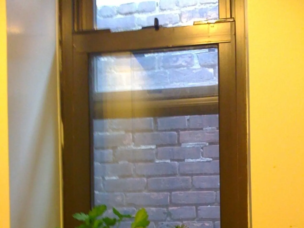 Giardinaggio in appartamento: errori comuni da evitare