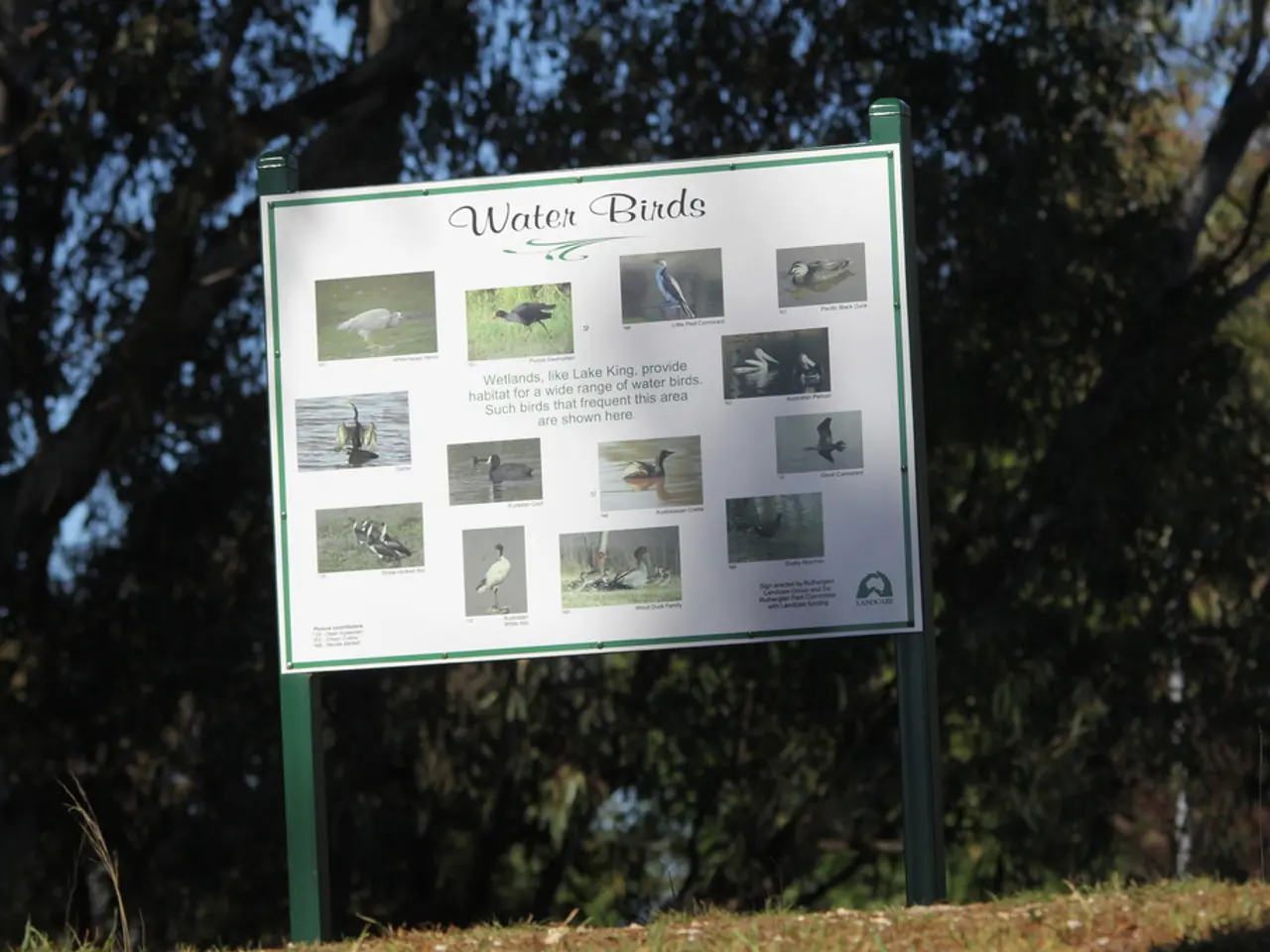 Rinascita del Picchio della Florida Discussa: Controversie Continuate Sul Suo Presunto Ritorno