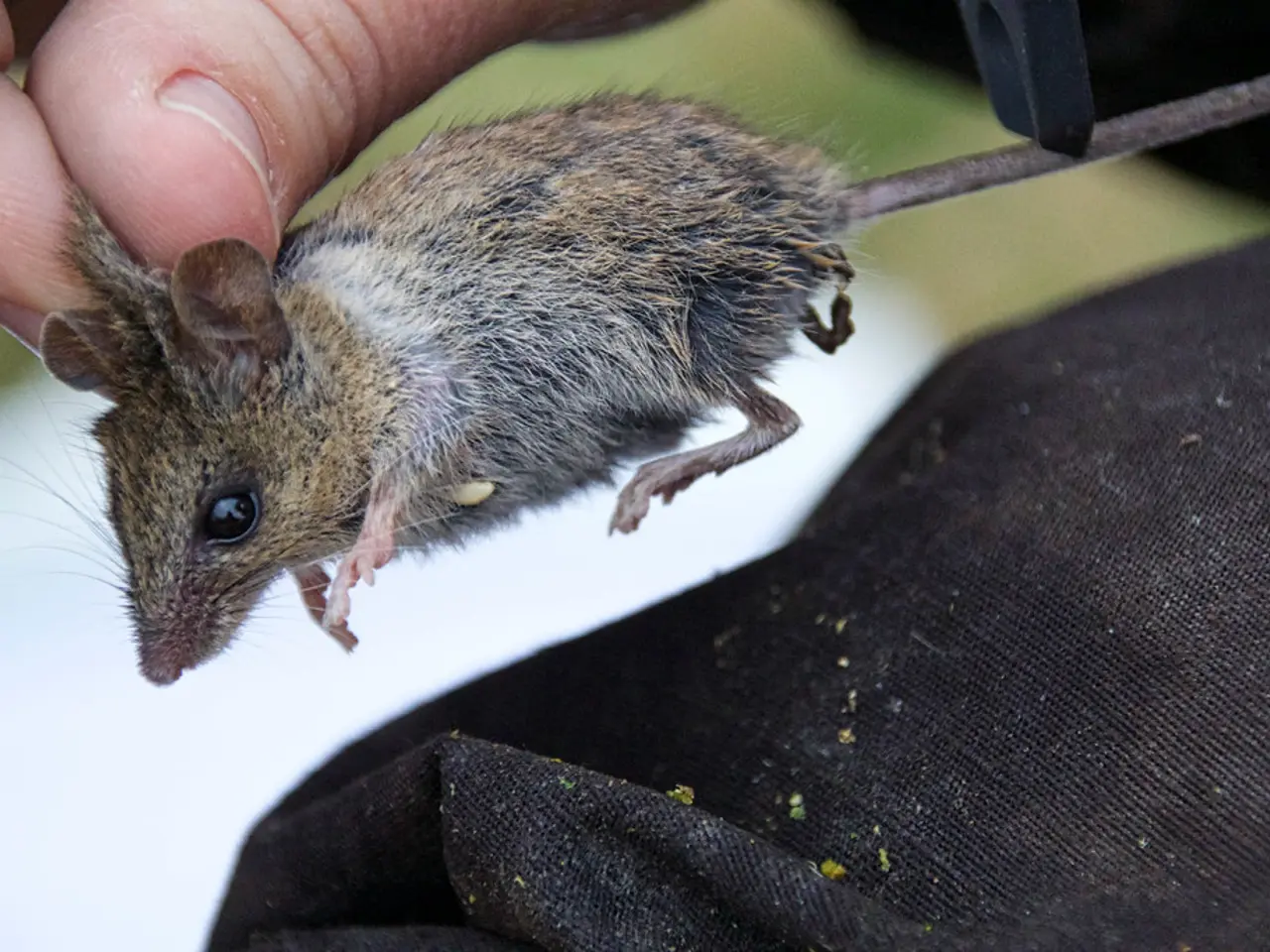 Esploriamo la Sensibilità nel Dettaglio: Quante Cilociti Nervosi Contiene esattamente il Pene?