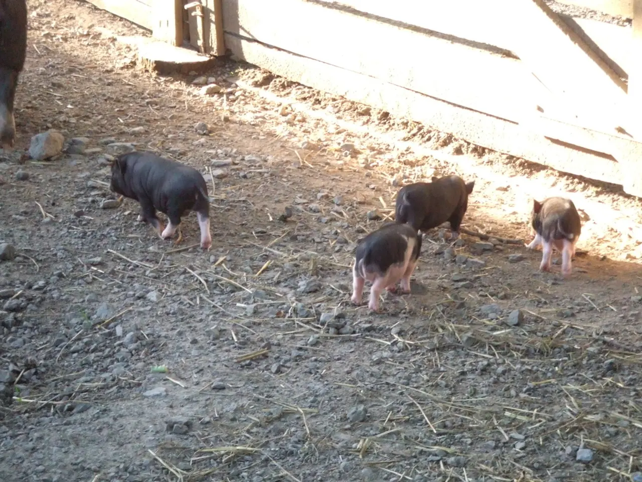 Consultazione della Commissione sulla bozza di direttiva protettiva che si occupa dei rischi dei...