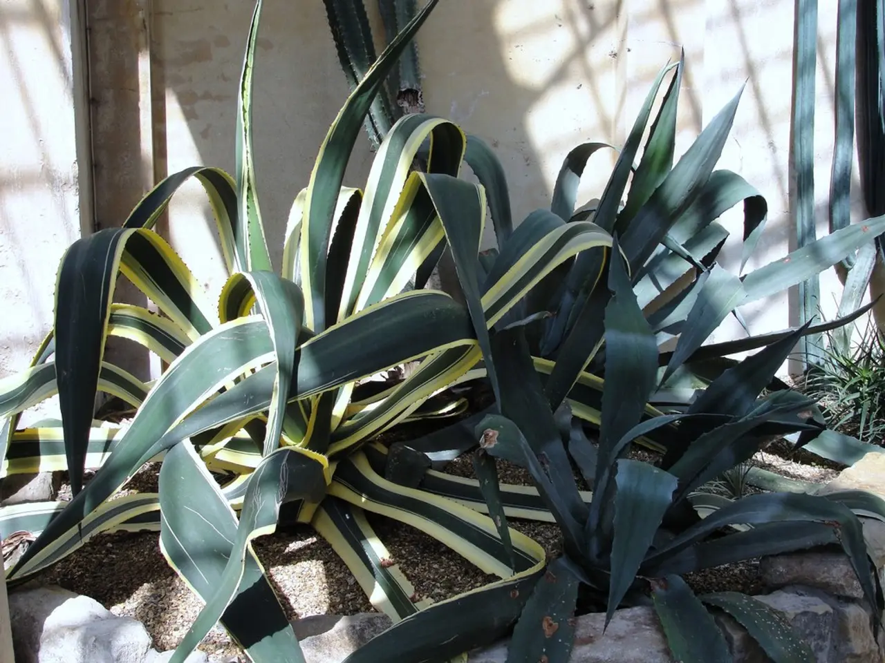 Istruzioni Per il Guarapo di Ananas del Venezuela