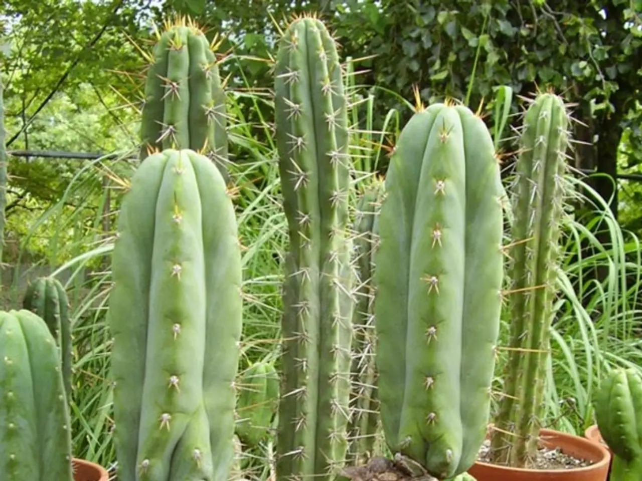Deliziose Delizie Fioriscono: Tazze di Terra Cactus Crescono nel Deserto