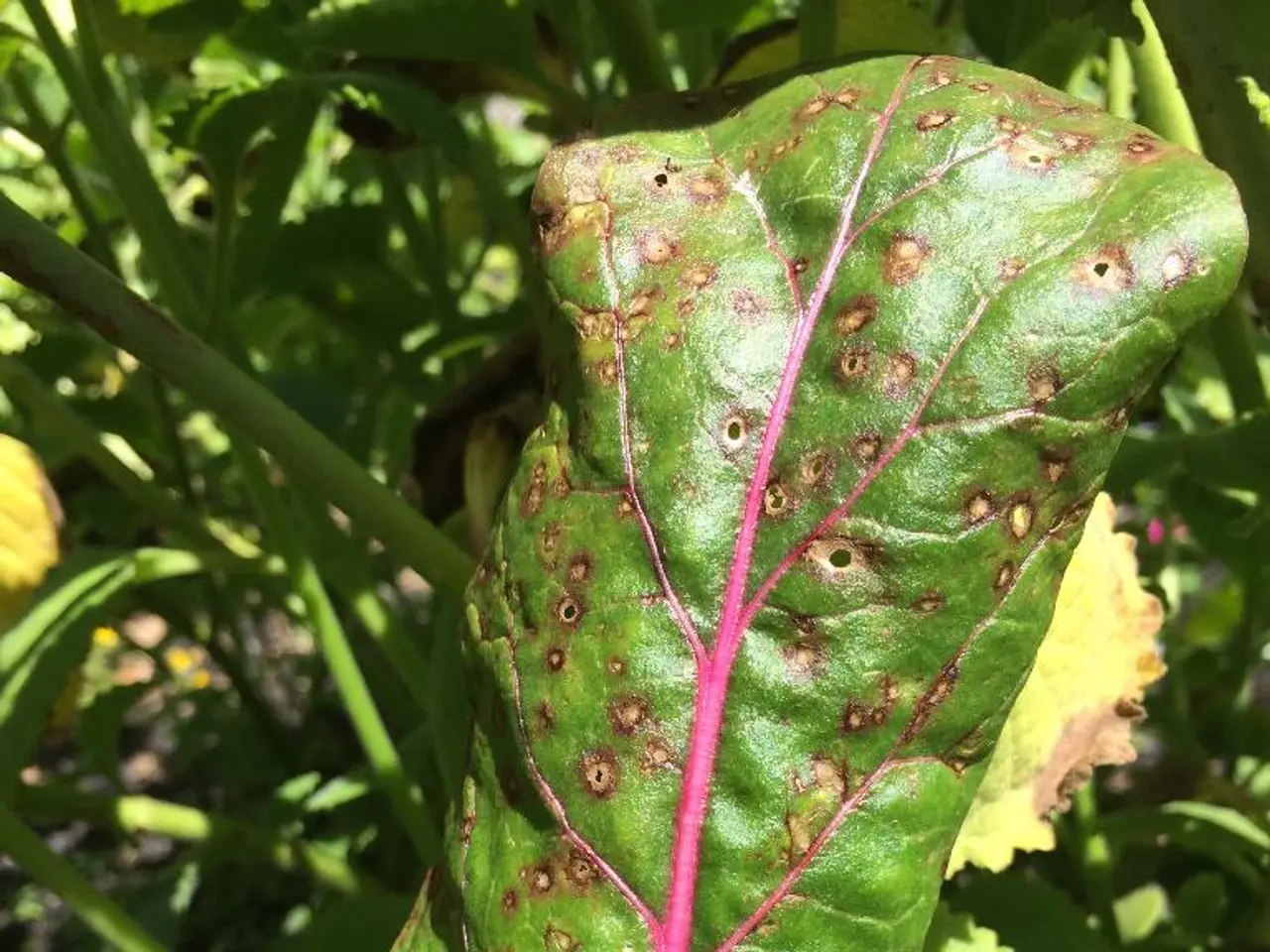 Svelare la Scienza Dietro la Crescita e l'Allevamento del Bonsai per i Bambini