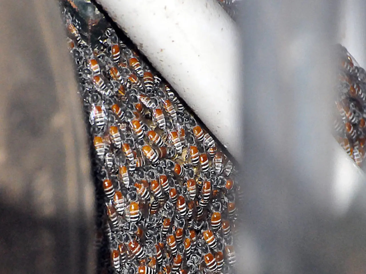 Aggiornamento del Laghetto degli Squali: Ultimi Sviluppi nell'Impiegato Big Bee, Little Bee