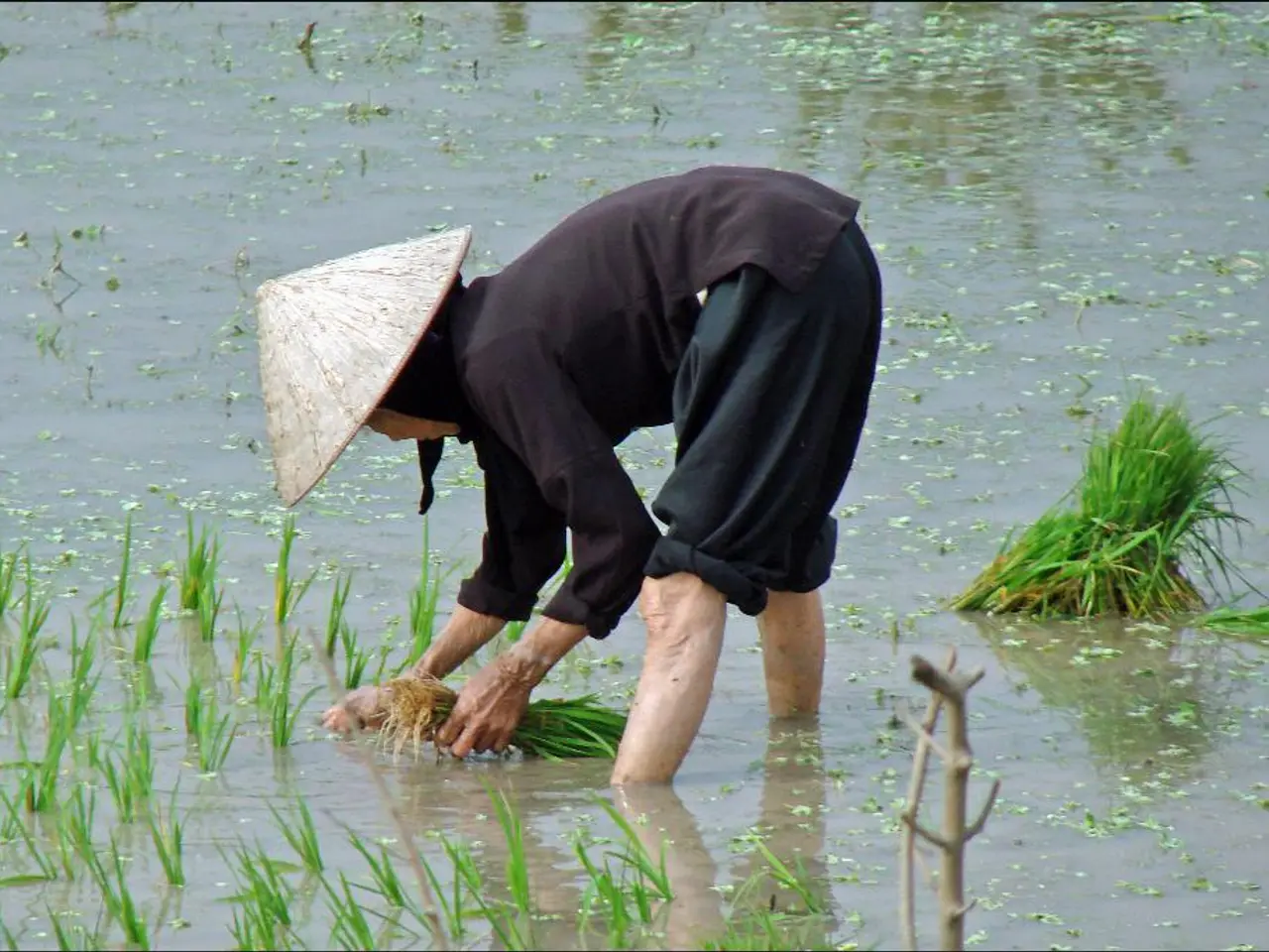 Paesaggistica a Risparmio Idrico Tramite Metodi di Permacultura