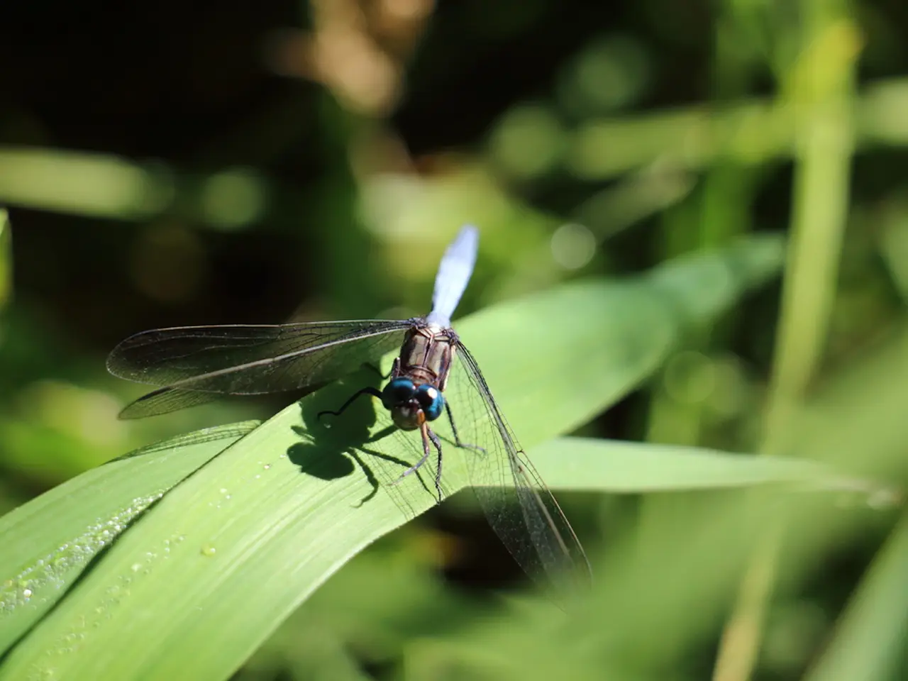 Viaggio alle maestose Himalaya: un volo USA verso il Nepal