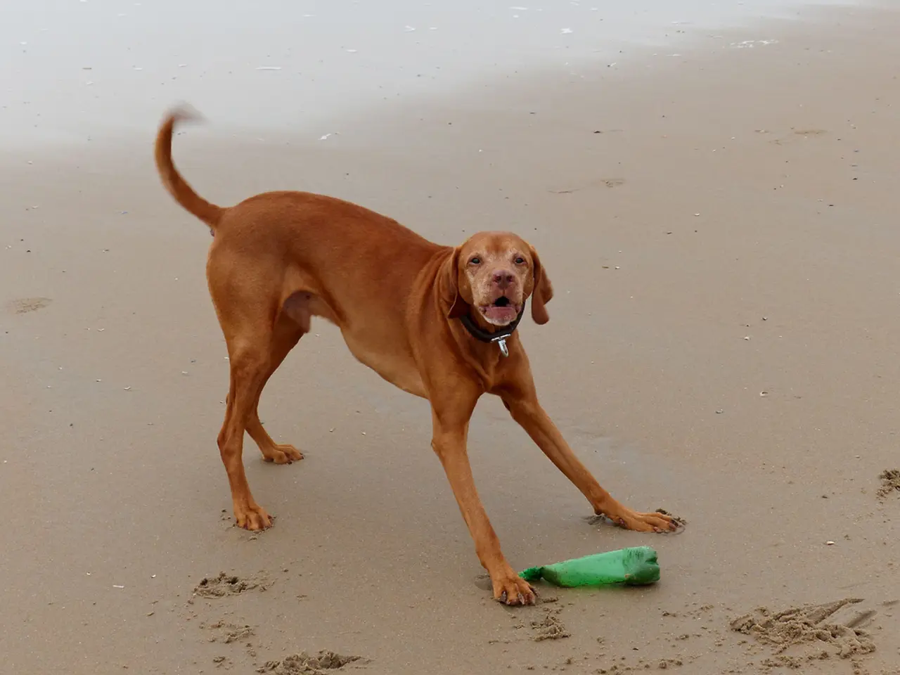 I viaggiatori estivi possono trarre vantaggio dall'offerta pet-friendly di Baja Ferries, che...