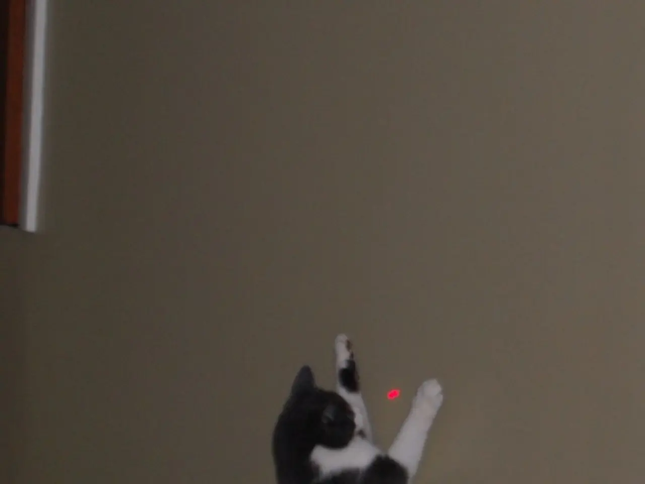 Giocattoli automatici al laser di alta qualità per gatti: Giochi per inseguire gatti leader del...