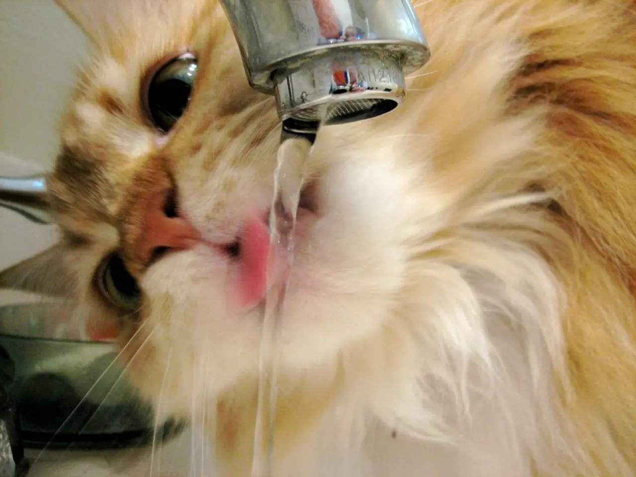 Attenzione alla Disidratazione del Gatto: Comprendere Otto Possibili Ragioni per la Ridotta...