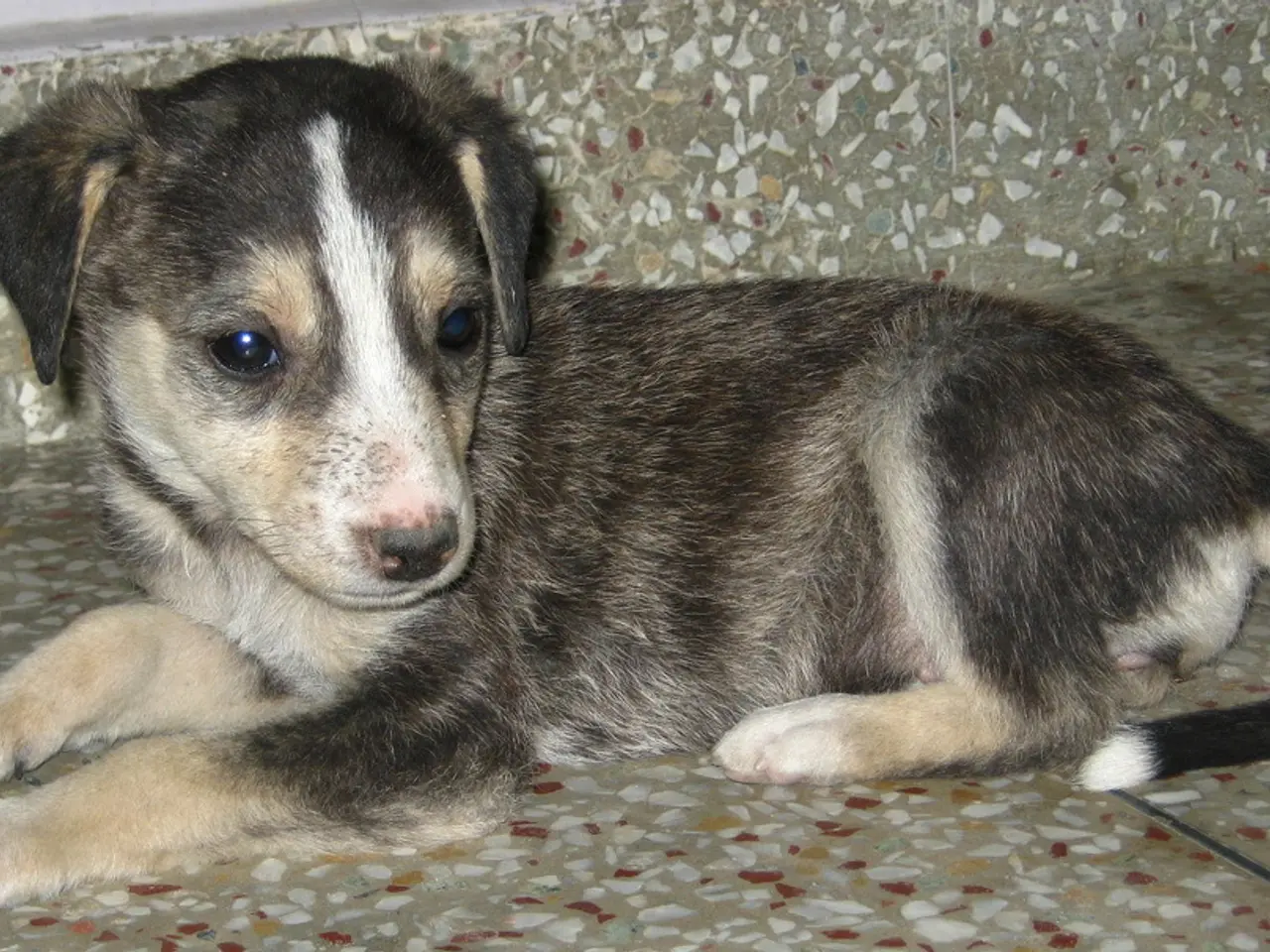 Transizione Dietetica del Cucciolo: Il Veterinario Fornisce Consigli per Svecchiare i Cuccioli dal...