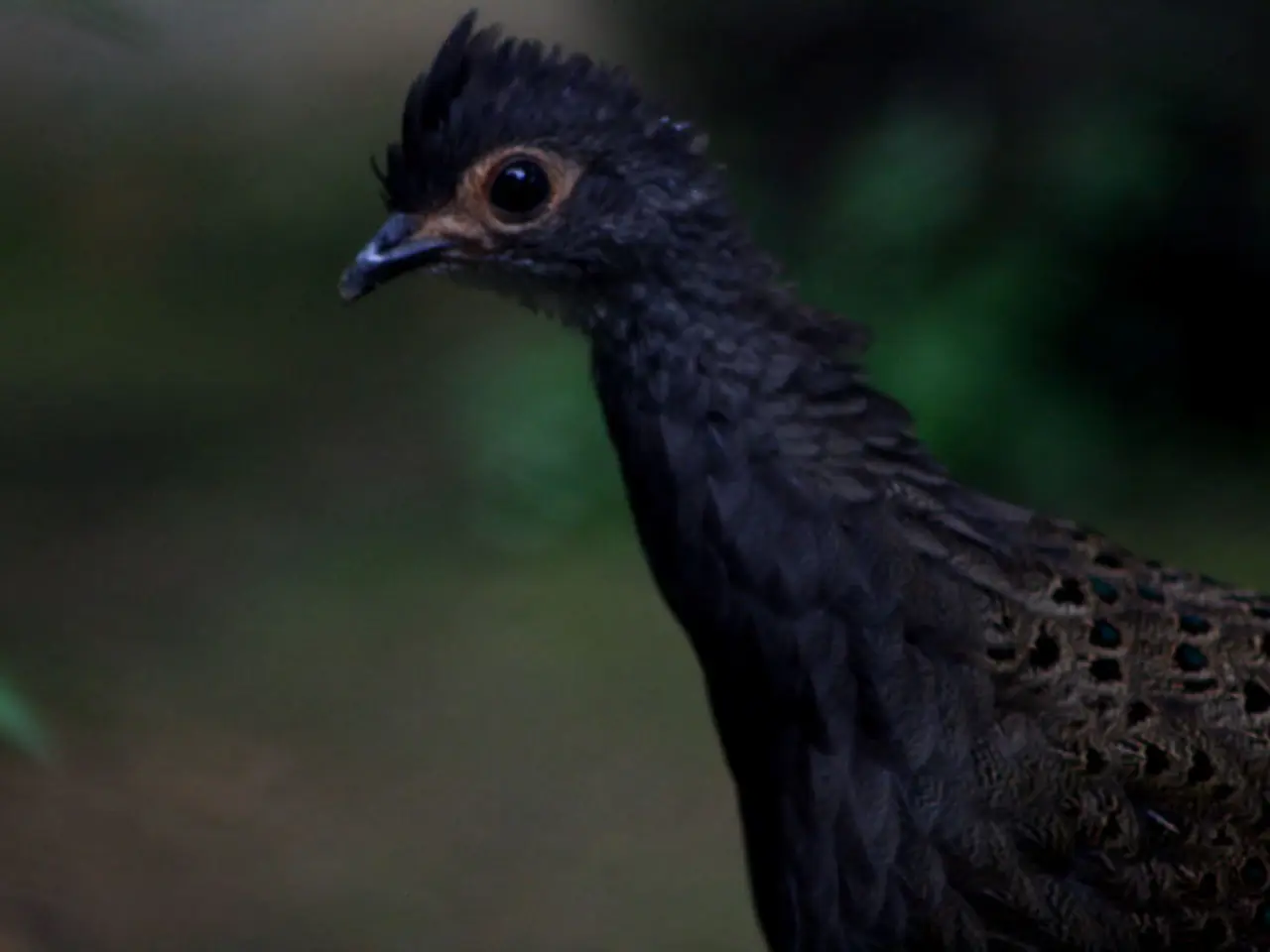 Le 20 specie di uccelli migliori per i proprietari principianti