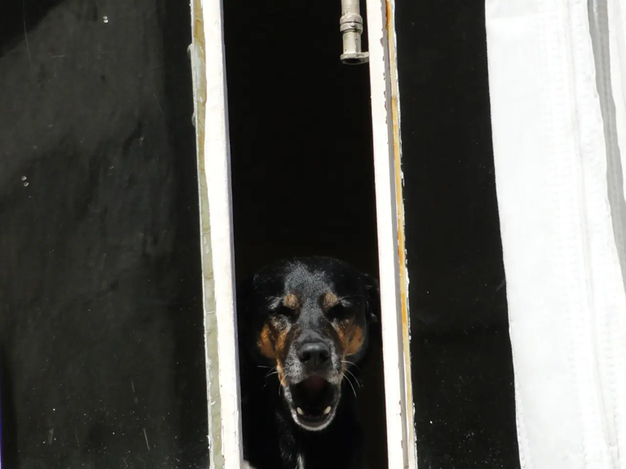 Esperto Spiega le Ragioni Dietro l'Abbaiare Giocoso del Vostro Cane