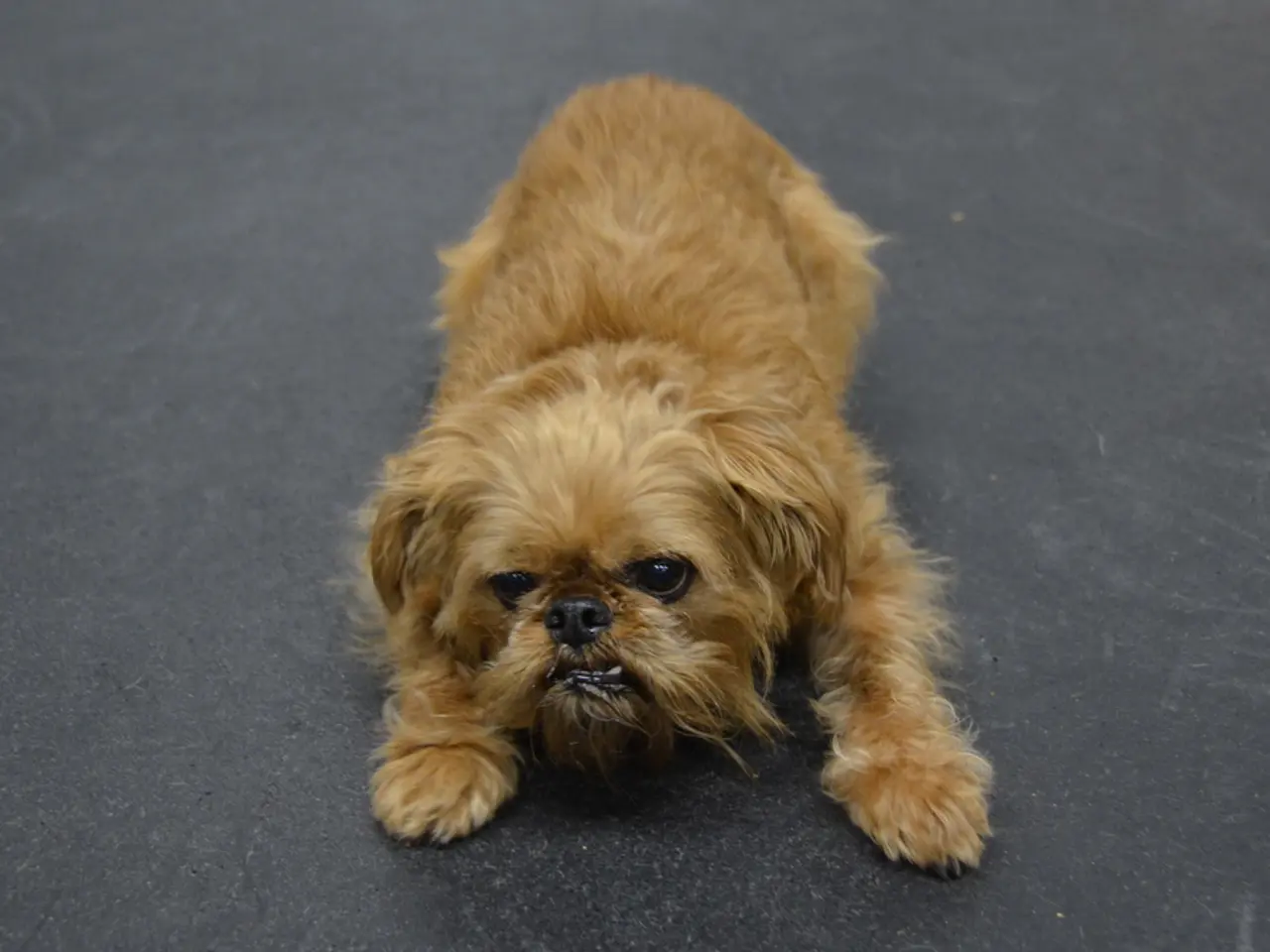 Accumulo di escrementi di cani nelle pubbliche vie e strade di New York City che causa frustrazione...