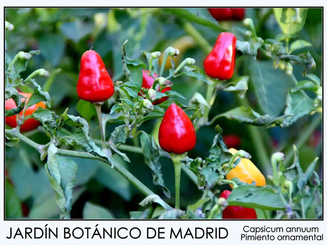 I 8 verdure e erbe più nutrienti che dovresti consumare