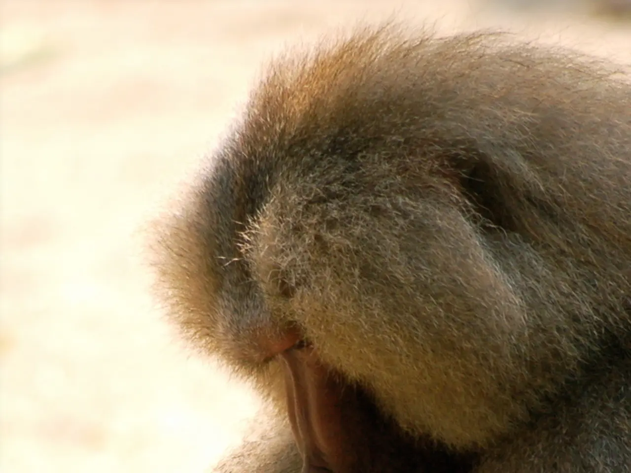 Più Anziano Scimpanzè Notìa Vivo Tra Di Noi