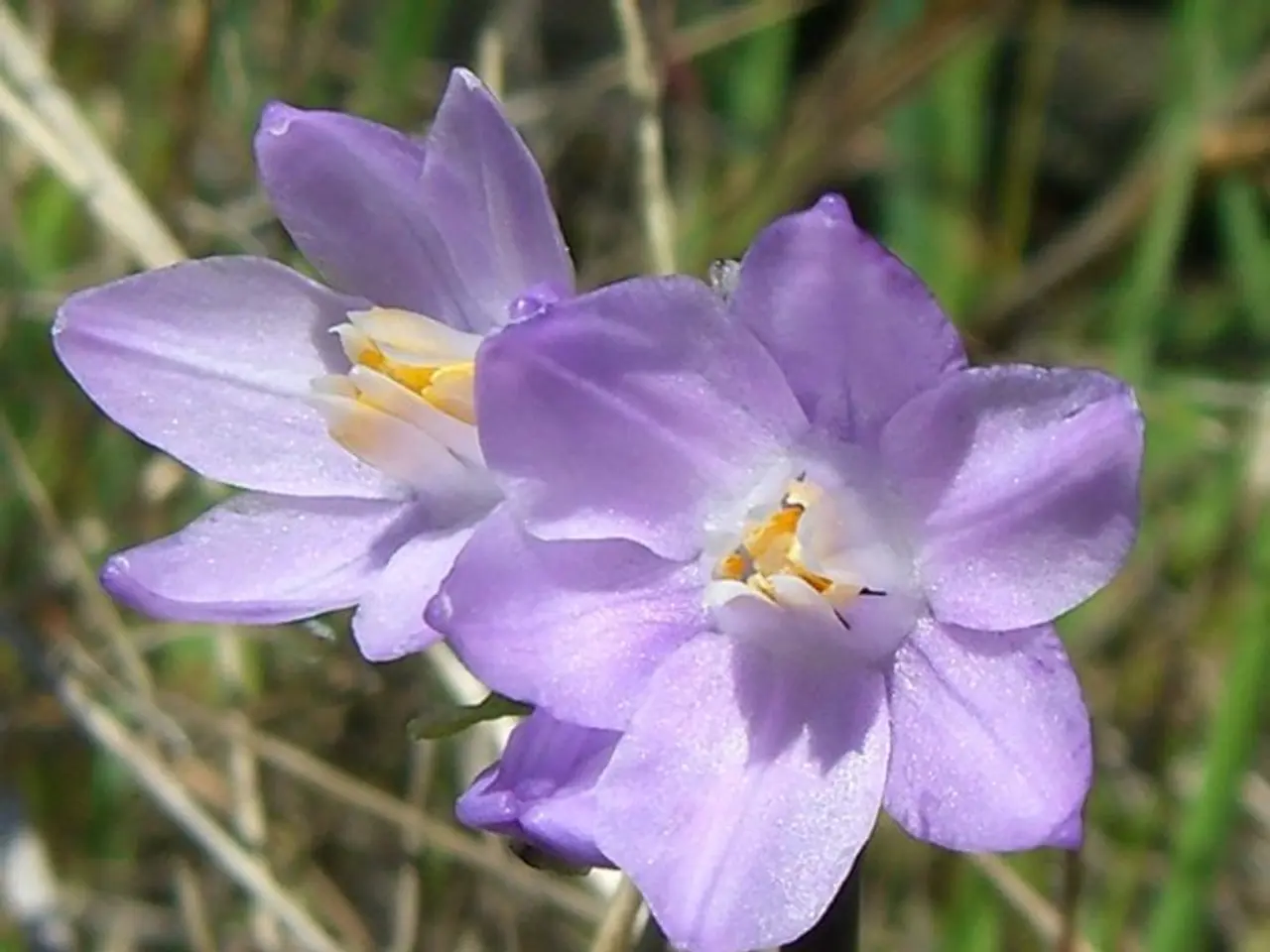 Episodi di Bluey che mettono in risalto il romanticismo tra Bandit e Chilli, facendoli diventare...