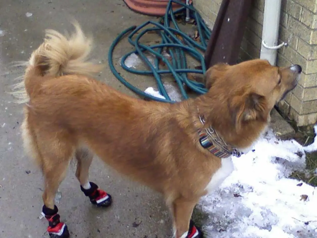 Mi sono salvato un cane da un pozzo di 5 metri di profondità a La Carlota