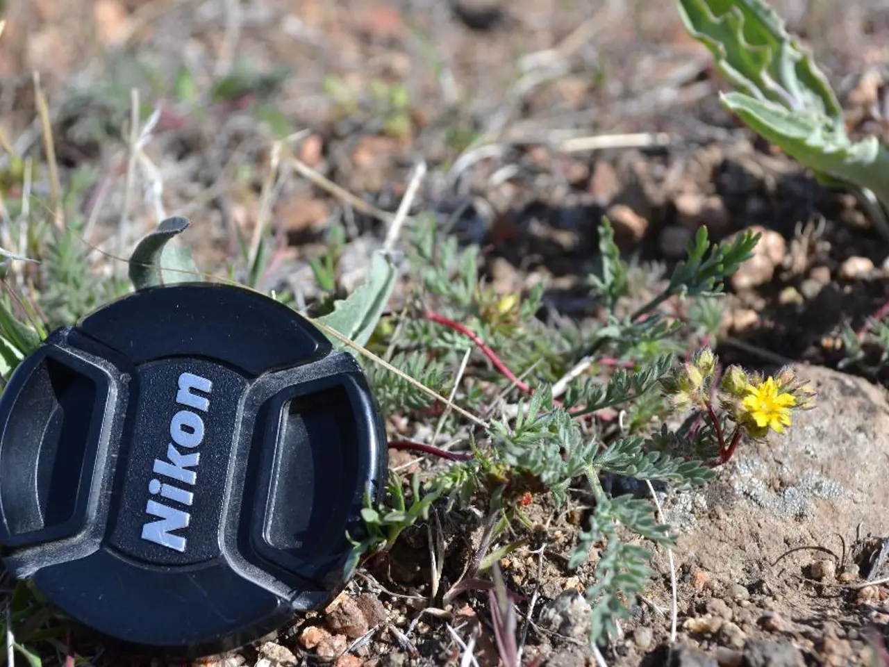 Ottenere un prato lussureggiante e robusto: gli esperti rivelano la tecnica essenziale di...