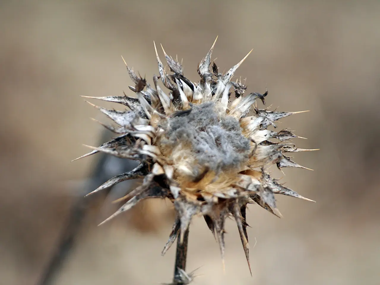 Passaggi per Conservare i Fiori: Una Guida per Essiccare i Fiori
