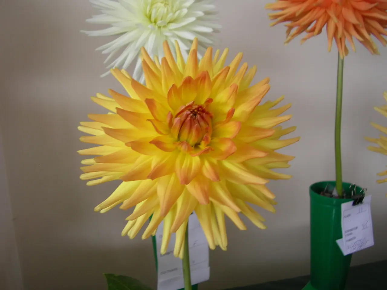 Disposa elegantemente piante vivaci come il rosmarino, la lavanda e la verbena al limone