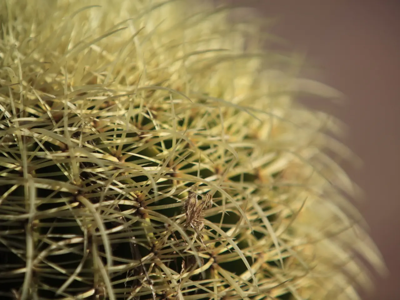 Boccioli di Cactus di Natale che Cadono: Comprendere le Cause dei Fiori Caduti Secondo gli Esperti