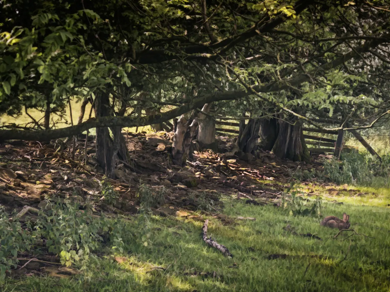 Opzioni d'Evergreen Juniper Protettivi: Esplora 12 Scelte Flessibili per il Tappeto Verde del Tuo...