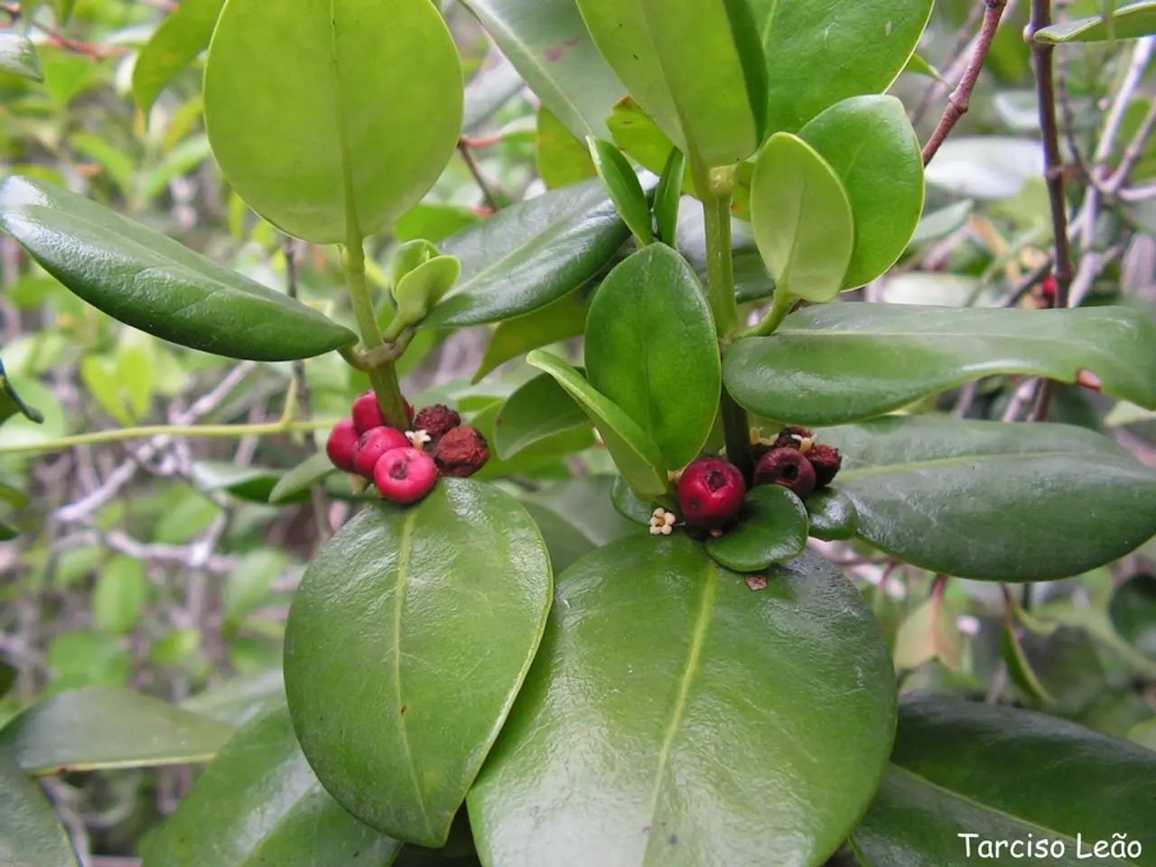 Esplora i Diversi Tipi di Alberi di Frutta Mayhaw: Approfondimenti sulle Distinte Varietà di Albero...