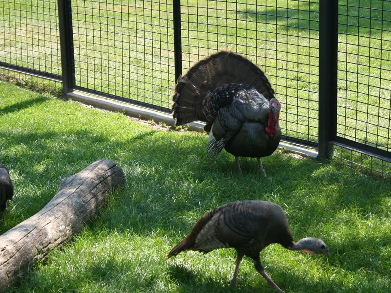 Una distesa di grano con un letto incassato nella sua rigogliosa prateria di steli