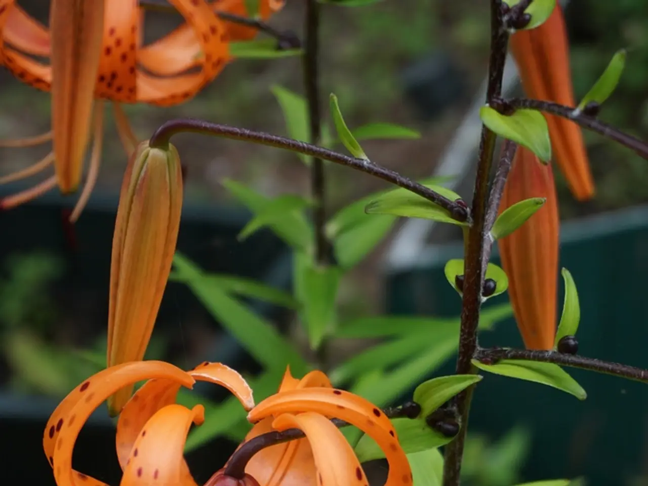 I 10 migliori fioriture color Arancione per ravvivare il tuo giardino, anche se sei esitante nei...