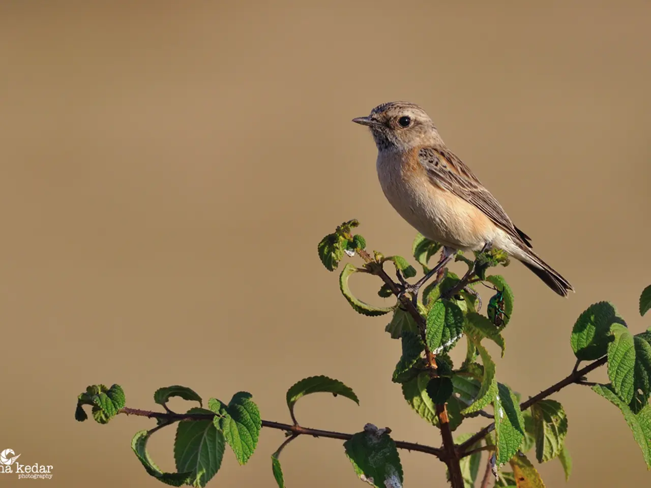 Guida per la coltivazione della menta per colibrì in contenitori - Consigli esperti per una pianta...