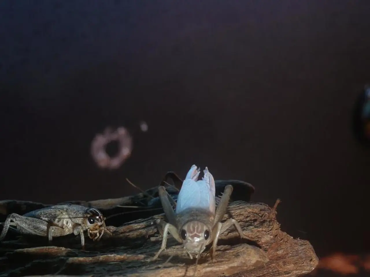  Protagonisti di emissione record in ER per morsicature di zecche e avvertimenti preoccupanti...