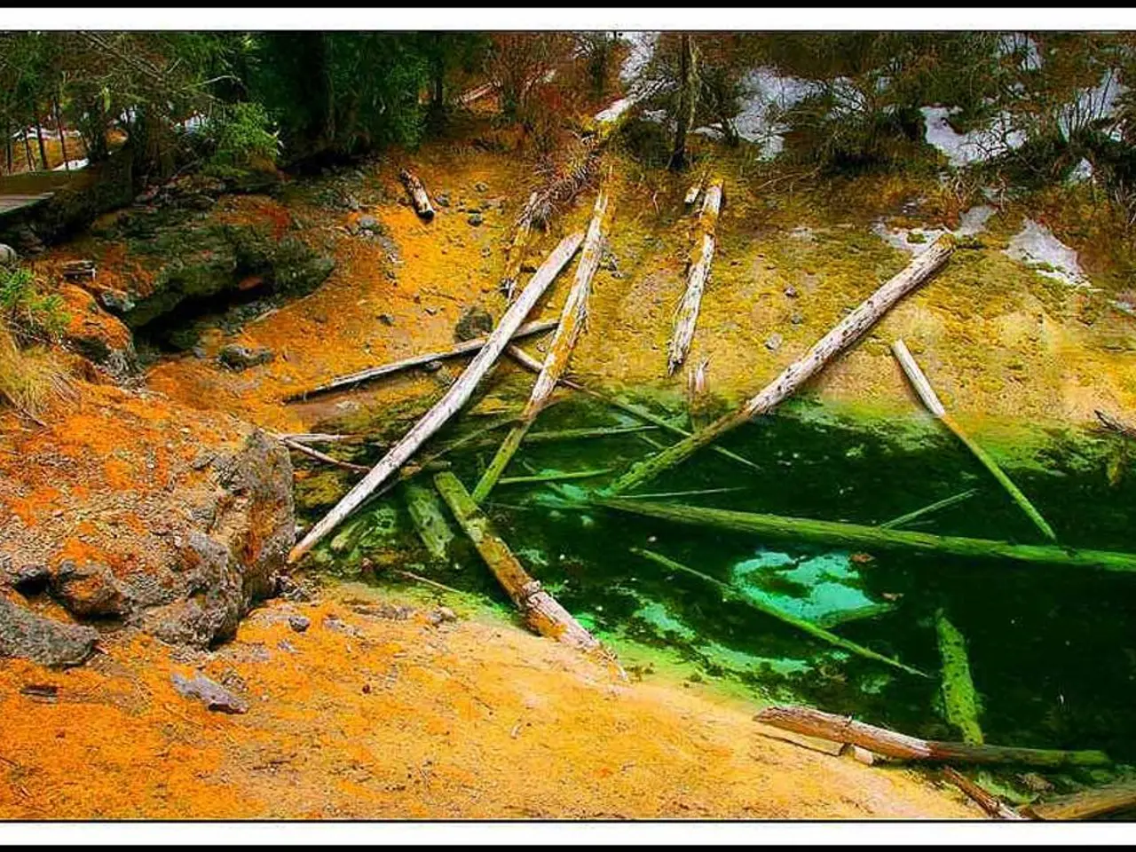 Comprendere le distinzioni cruciali tra le idrangeas in fiore vecchio legno e nuove in fiore legno...