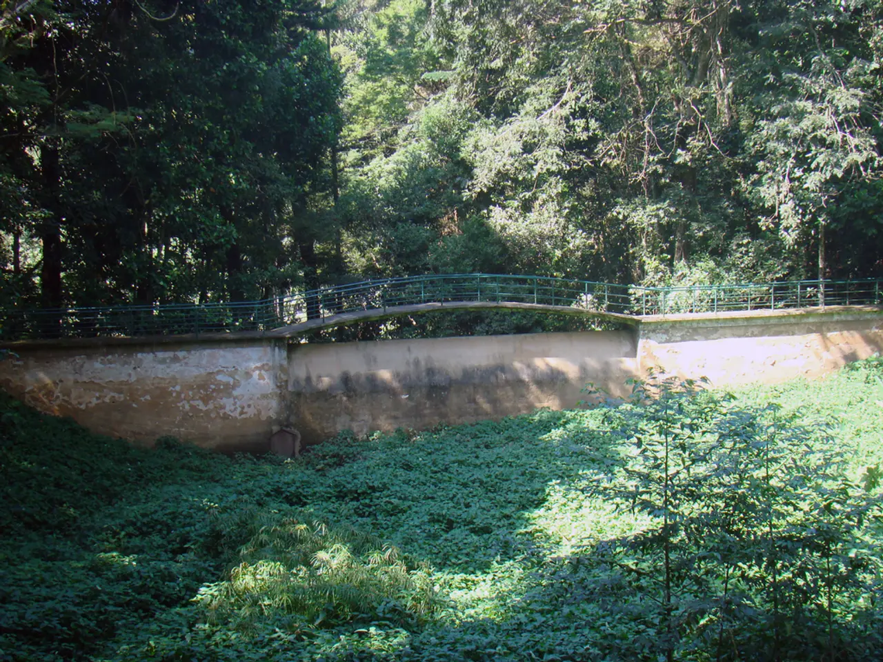 Metodi pratici, raccomandati da specialisti, per proteggere le piante durante le tempeste che...