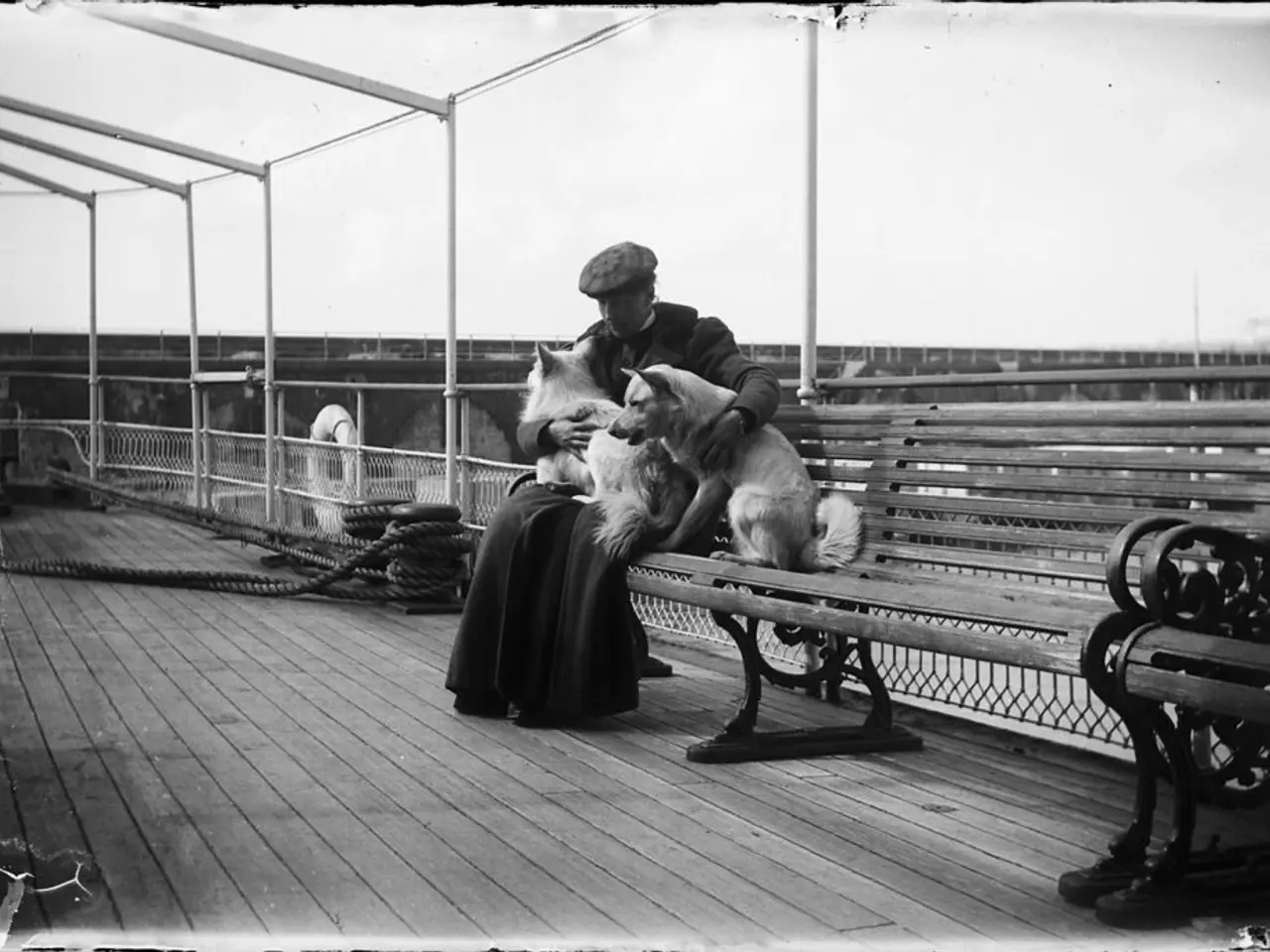 I Sbalorditivi Progressi nell'Assistenza Veterinaria a Distanza