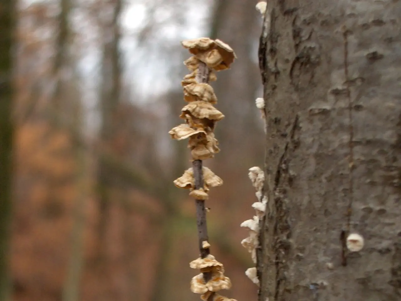 Guida per Eliminare i Funghi del Terreno e le Malattie: Panoramica Completa